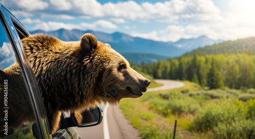 A brown bear looking out of a car window on a scenic road