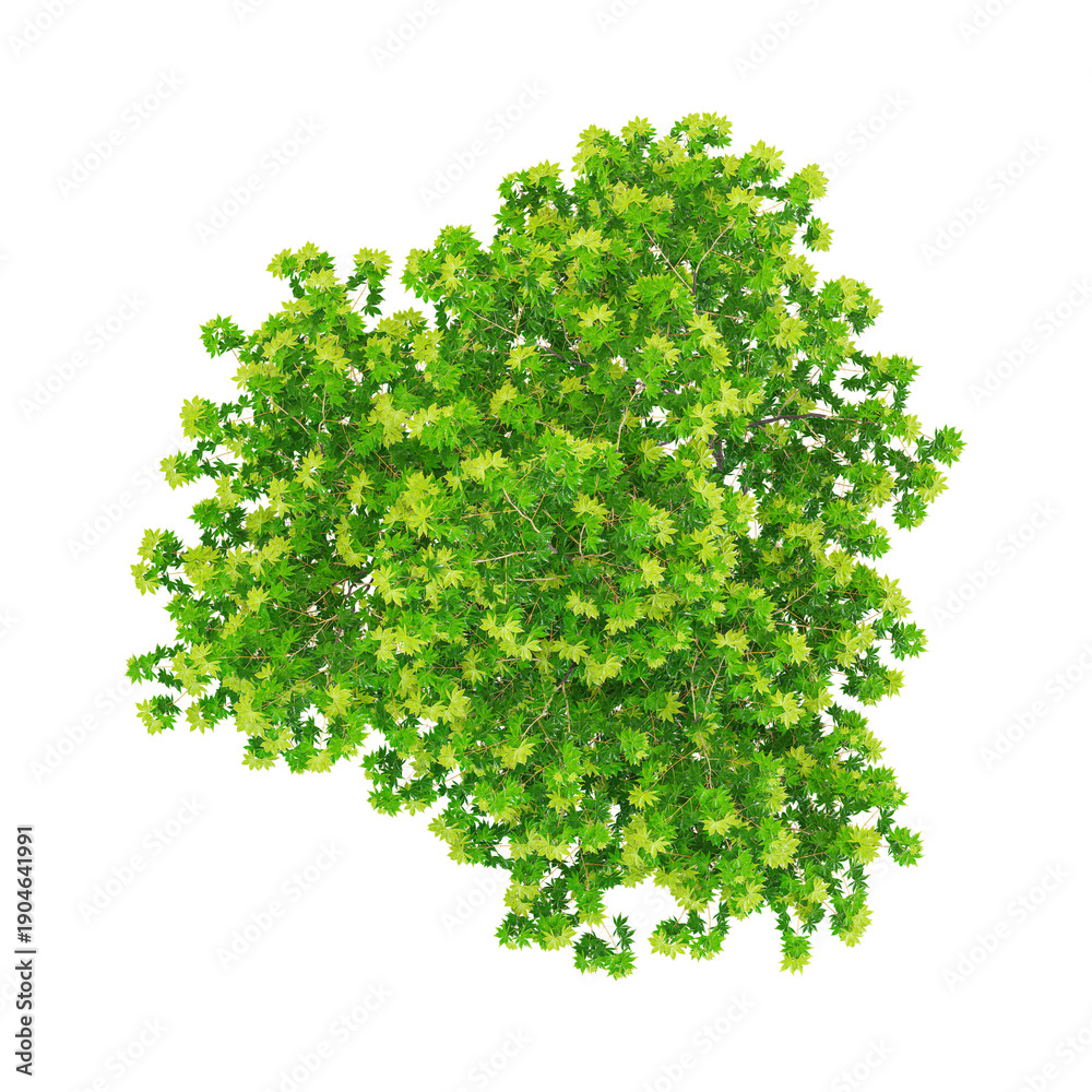 Obraz premium collection of Japanese maple tree on transparent canvas from top view
