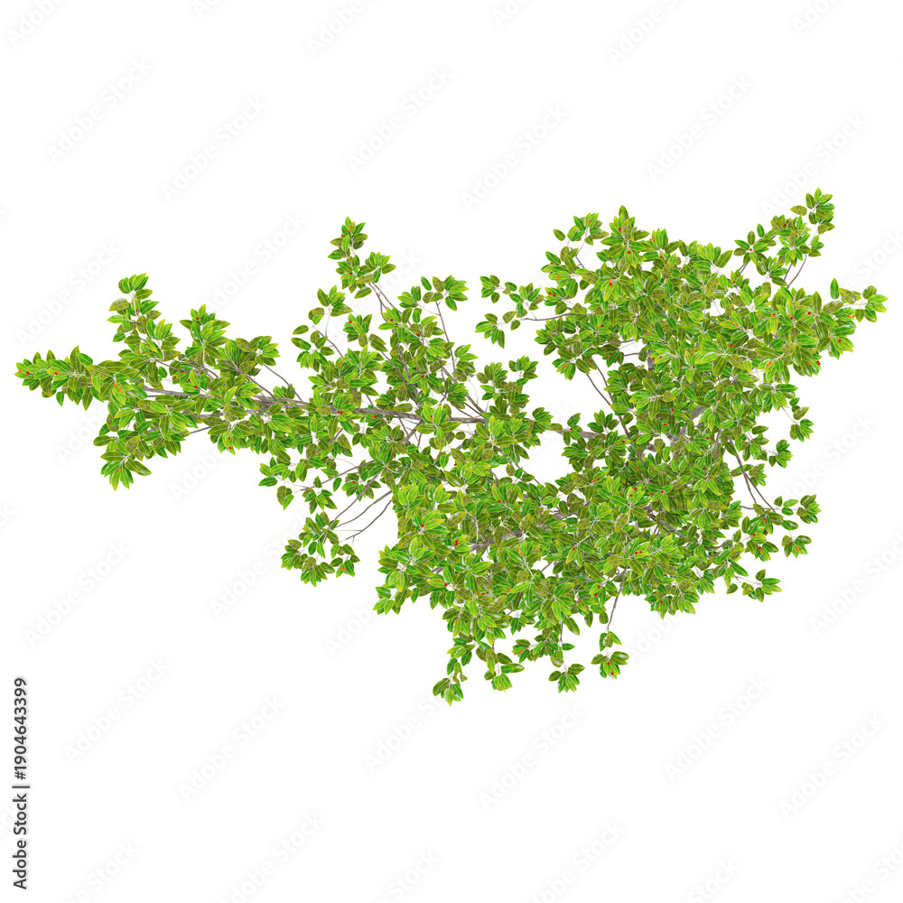 Obraz premium collection of Longstalk holly Tree on transparent canvas from top view