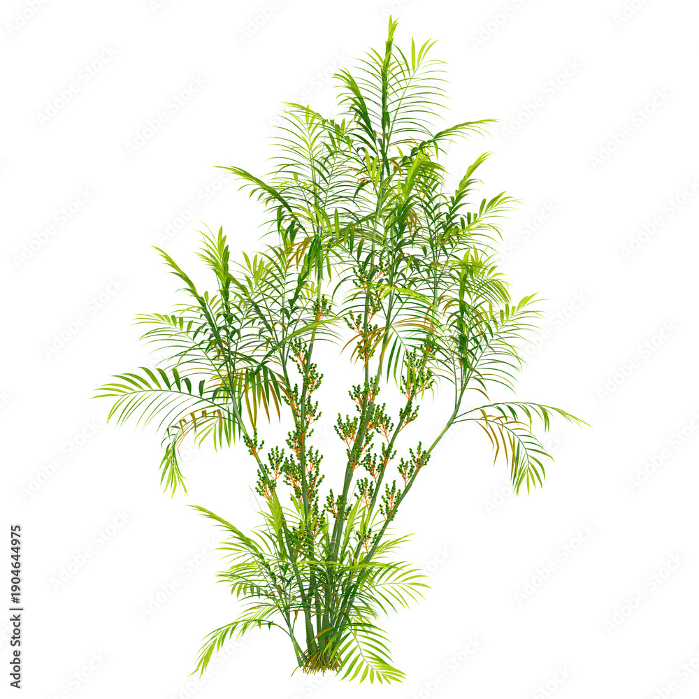 Fototapeta premium collection of Pacaya palm tree on transparent canvas
