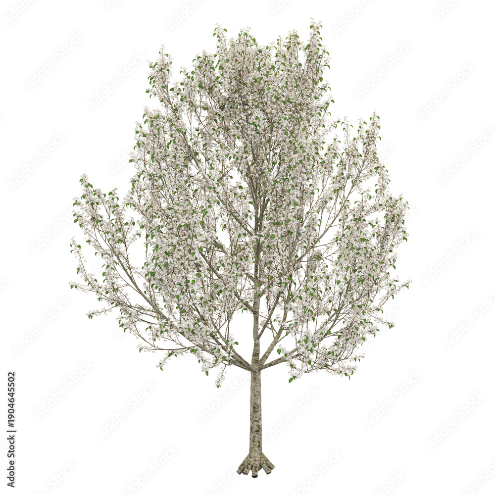 Obraz premium collection of pear Tree on transparent canvas
