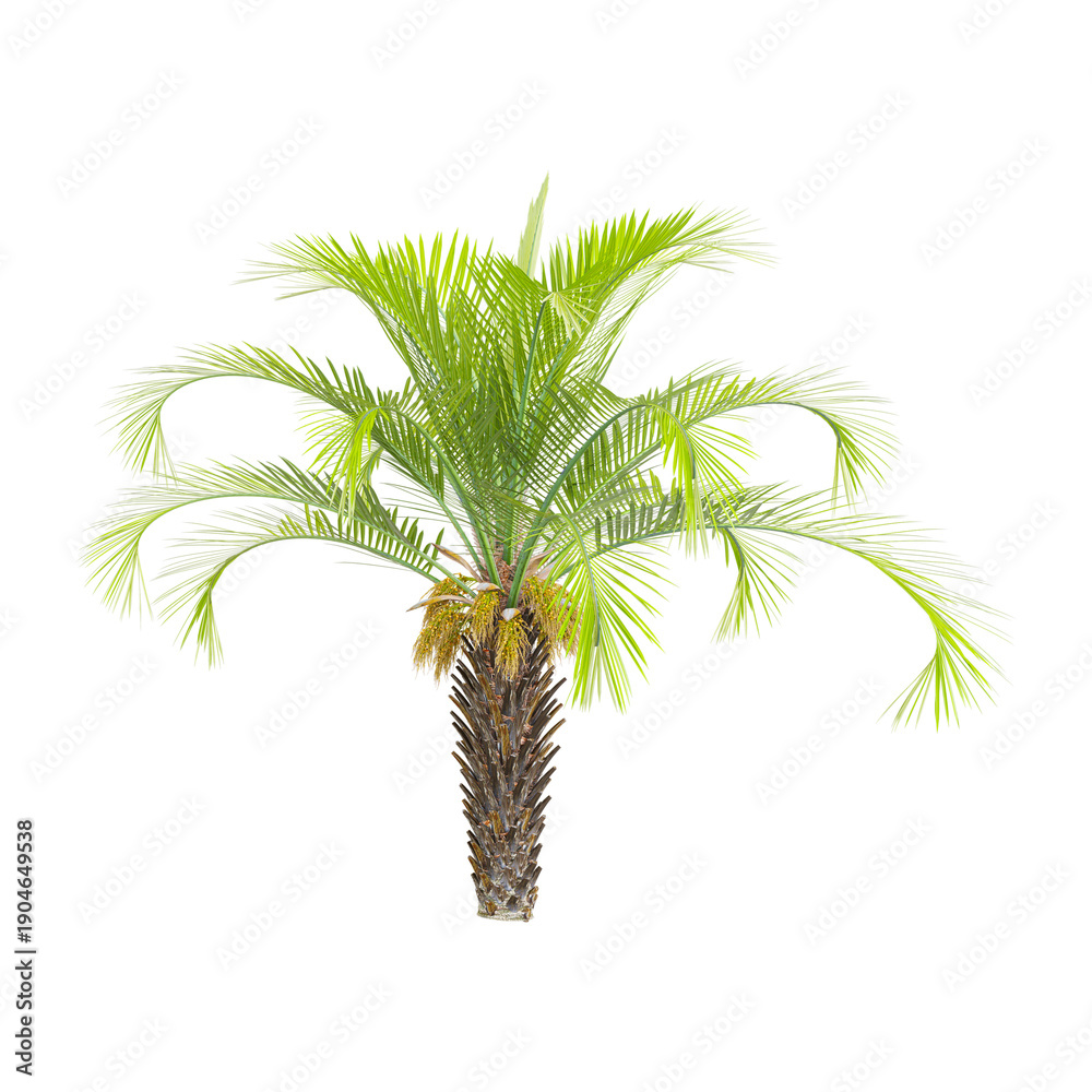 Fototapeta premium Green Jelly palm tree isolated on Canvas