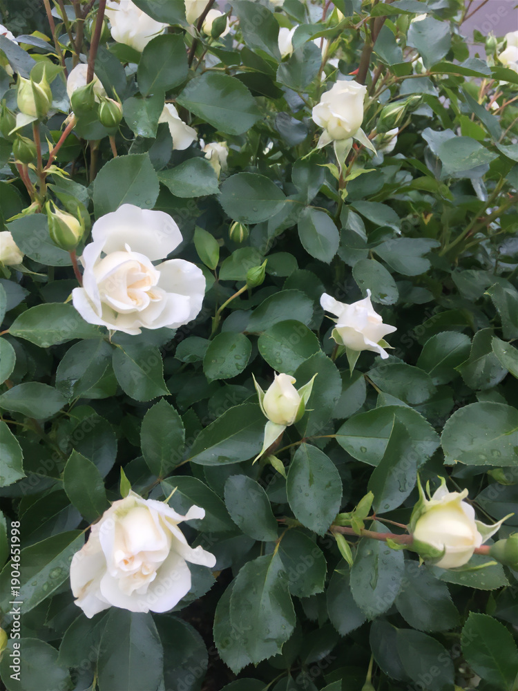 Obraz premium white roses in the garden