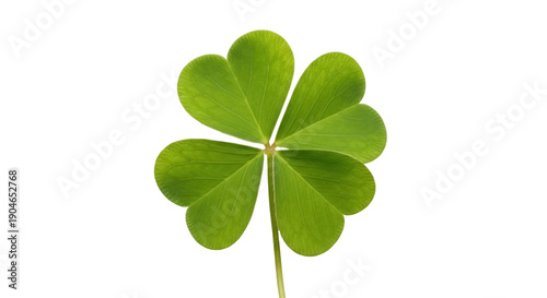 Fresh green four-leaf clover isolated PNG, lucky charm symbol for St Patrick s Day and Irish culture