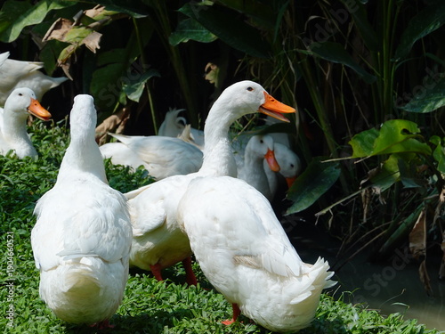 фотографія A gaggle of geese on the grass