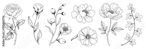 Flowers botanical line art set with hand drawn rose, magnolia, poppy and small wild blossoms, monochrome ink sketch elements for wedding invites, logos, and stationery