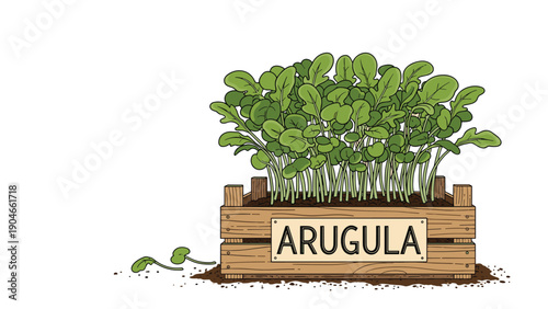 Fresh green arugula microgreens growing in a wooden crate with soil, healthy organic gardening and agriculture concept.