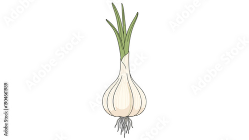 Detailed botanical illustration of a single garlic bulb with green sprouts and roots isolated on a white background.