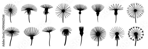 Dandelion seed head silhouette set with black wild flower puffball shapes, botanical clipart bundle for nature design, spring meadow elements isolated on white background