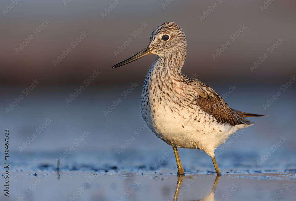 Obraz premium Close photo shot of Common greenshank (Tringa nebularia) standing in deep blue water in early morning