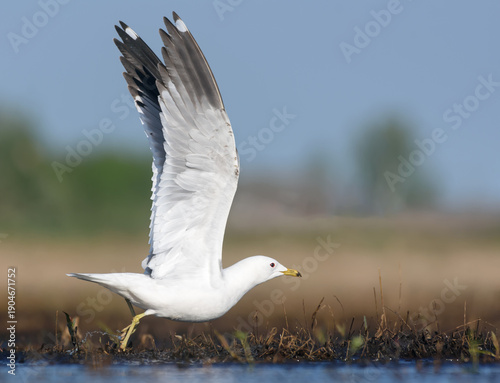 Adult common gull (Larus canus) taking off from the shore with stretched wings on warm morning 