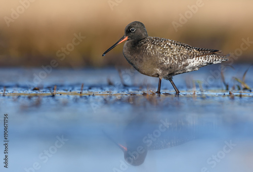 Spotted redshank (Tringa erythropus) walking in blue water of small pond at spring migration
