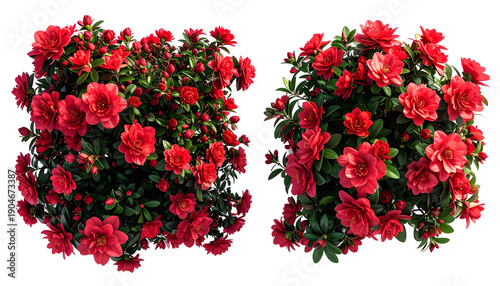 Two vibrant, blooming camellia bushes with lush, red flowers