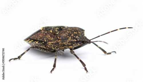 Bug on White Background, Small Insect Cut Out No Shadow