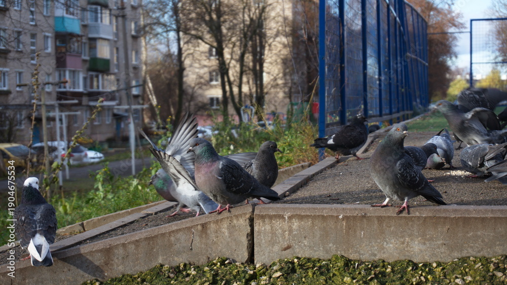 Obraz premium Pigeons on the curb against the background of urban buildings and facilities