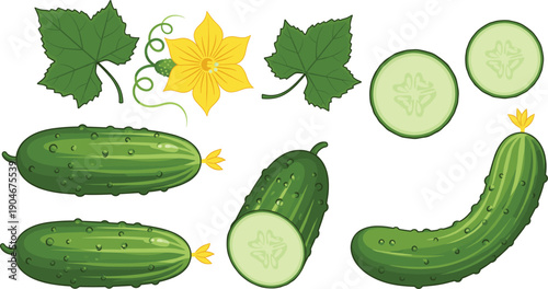 Vector illustration set of fresh green cucumbers featuring whole, sliced, and chopped pieces with blossoms and leaves.