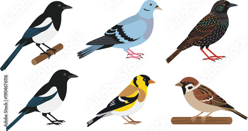Vector illustration set of common birds featuring magpie, pigeon, starling, goldfinch, and sparrow perched and standing isolated on white background.