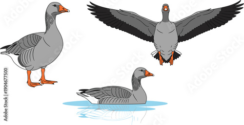 Vector illustration set of grey geese featuring a goose standing, flying with spread wings, and swimming in water isolated on white background.
