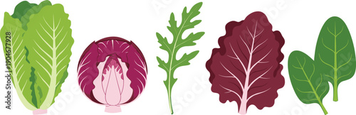 Vector illustration set of fresh leafy greens featuring Romaine lettuce, radicchio, arugula, red lettuce, and spinach leaves isolated on white background