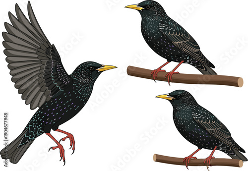 Vector illustration set of common starlings with iridescent plumage featuring birds in flight and perched on branches isolated on white background.