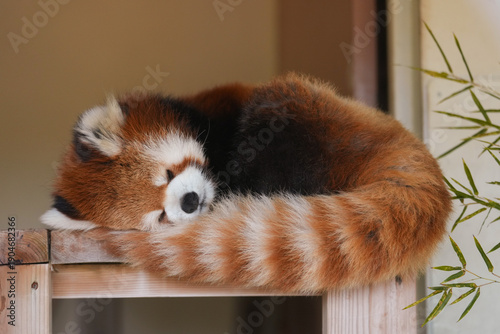 sleeping red panda