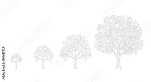 Stages of Tree Growth: Sapling to Mature Tree Illustration on White Background