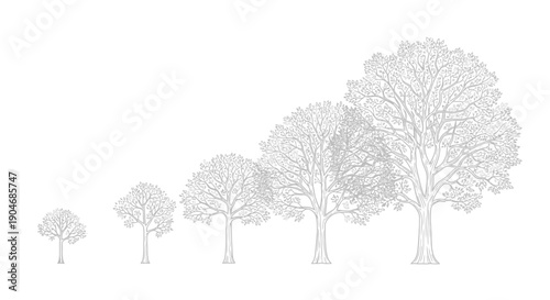 Tree Growth Stages: From Seedling to Mature Tree, Representing Development and Progress