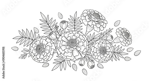 Botanical illustration of marigold flowers, buds, leaves, and seeds in black and white.