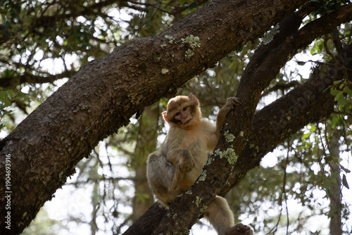 Macaque de Barbarie dans un cèdre, Azrou, Maroc