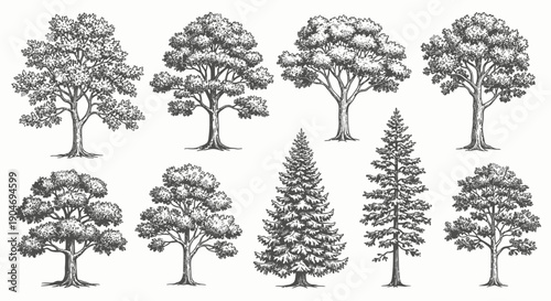 Vintage Tree Illustrations: A Diverse Collection of Deciduous and Evergreen Trees