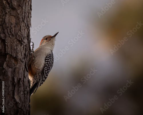 Tablou pe pânză Red-bellied woodpecker clinging to a tree trunk in soft natural light