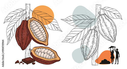 Botanical illustration of cacao pods on branches shown in both colored and line art styles with additional chocolate related graphics.