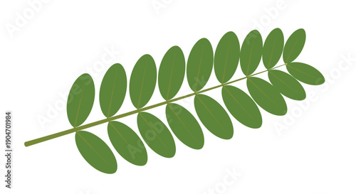 Simple green leaf illustration featuring a central stem and multiple small oval leaflets arranged in a pinnate pattern on a white base.