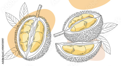 Detailed botanical illustration of durian fruit shown whole and cut open to reveal the fleshy yellow interior segments on branches.