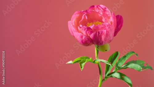 Tableau sur toile Cluster red roses on navy backdrop, multiple stems and buds, rich color contrast, celebratory bouquet vibe and studio spotlighting