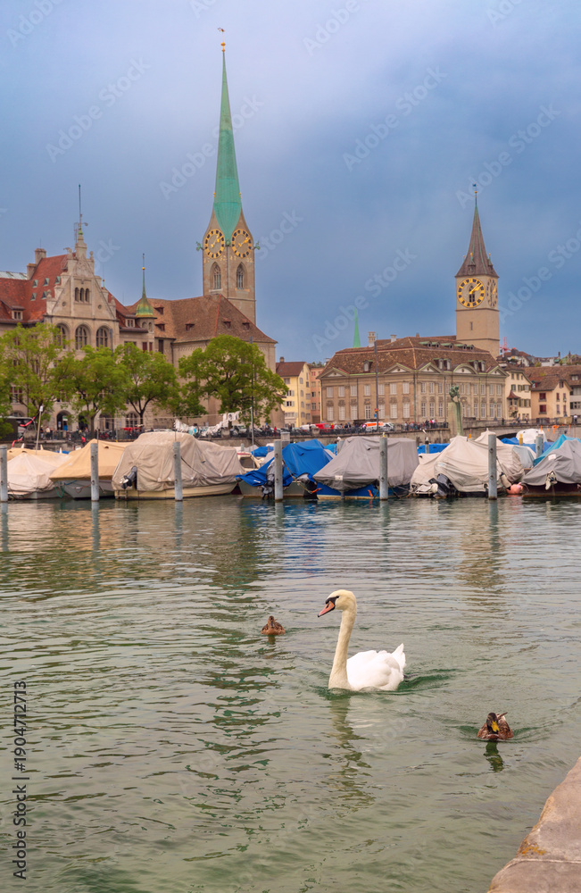 Fototapeta premium White swan and ducks swimming on the Limmat River in Zurich, Switzerland, with covered boats, historic buildings, and church towers under a cloudy sky