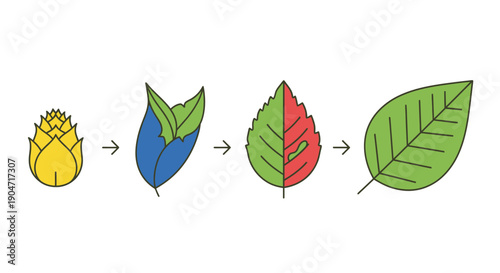 Leaf Growth Stages Diagram: Bud Development to Full Maturity. Biology Illustration for Process Flow, Change, and Life Cycle Concepts.