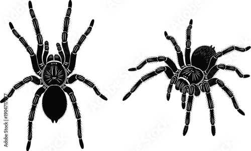 Detailed black tarantula spider illustration set featuring top down and perspective views of a hairy arachnid isolated on white background for halloween nature design (25 words)