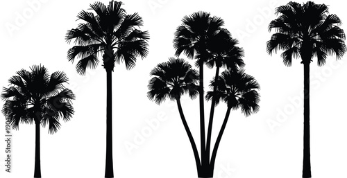 Tropical palm tree silhouette collection featuring various fan palms for summer vacation travel and exotic landscape design projects isolated on a white background (24 words)
