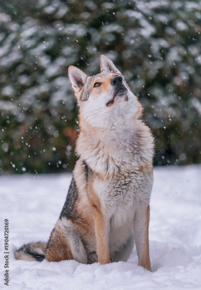 Fototapeta premium A Czechoslovakian wolfdog in winter under the snow against a background of trees. A dog that looks like a wolf.