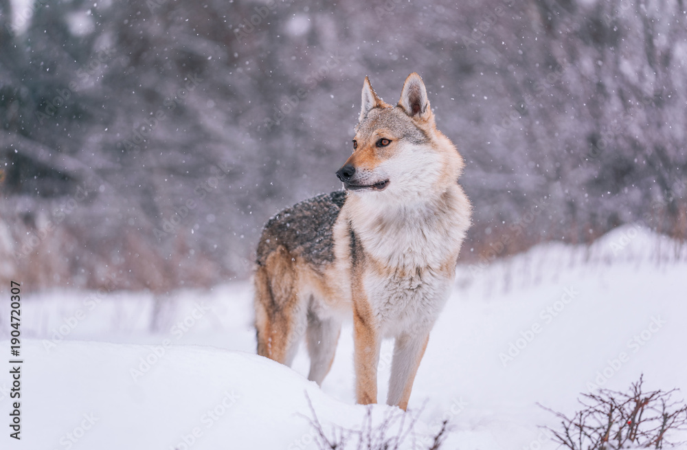 Fototapeta premium A Czechoslovakian Wolfdog stands in the forest in winter while it snows.