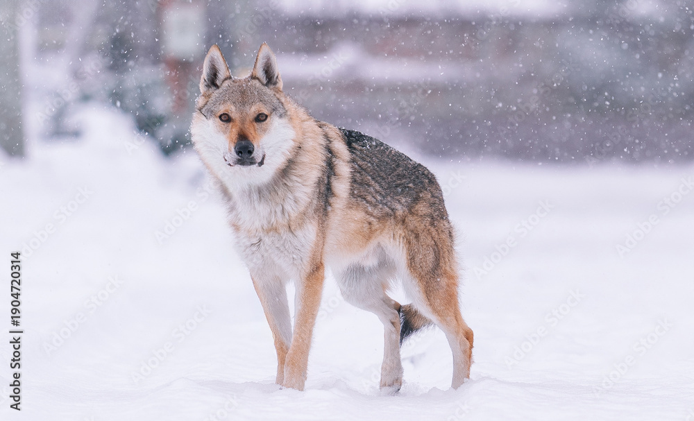 Obraz premium A Czechoslovakian Wolfdog stands in the forest in winter while it snows.