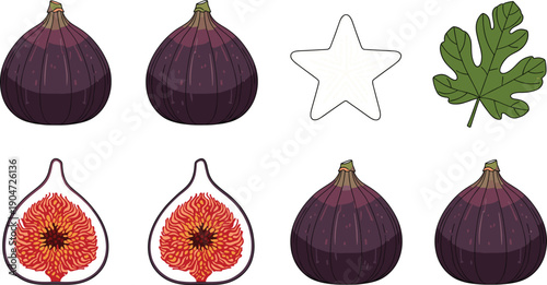 Botanical illustration set of common fig featuring whole purple figs halved fruit showing interior texture a star-shaped cross section and a green lobed leaf on grey background