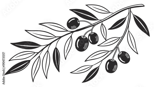 Detailed black and white illustration of an olive branch with ripe fruits and leaves.