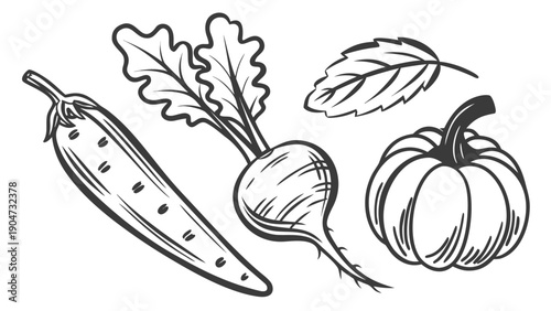 Collection of hand drawn vintage style vegetable sketches featuring chili pepper beet and pumpkin