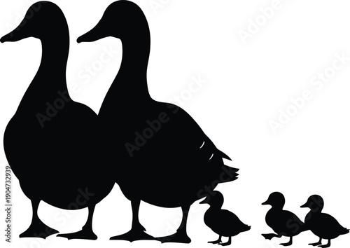Silhouette of two adult ducks and three ducklings walking together