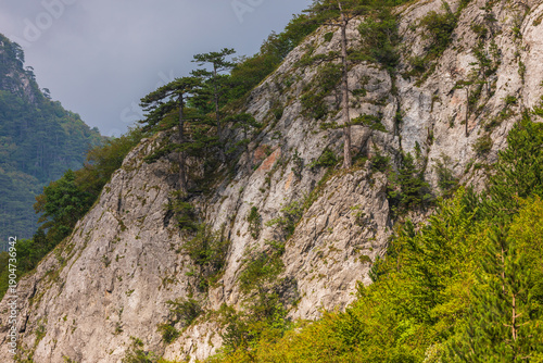 Fotografija Pine trees clinging to a sheer rock face in Gacko, Bosnia and Herzegovina