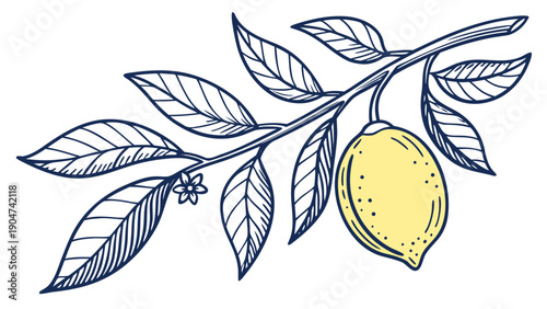 Hand drawn sketch of a yellow lemon hanging from a leafy branch in vintage engraving style.