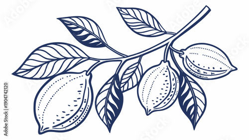 Hand drawn blue ink botanical illustration of a lemon branch with leaves and citrus fruit