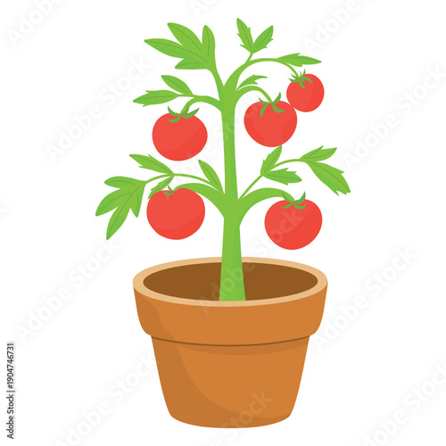 Potted Tomato Plant, Homegrown Vegetable illustration. Tomato in Pot, Fresh Garden Vector. Potted Tomato Vine